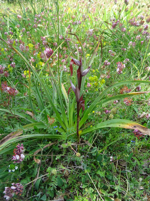 Serapias vomeracea - Gargano (FG)